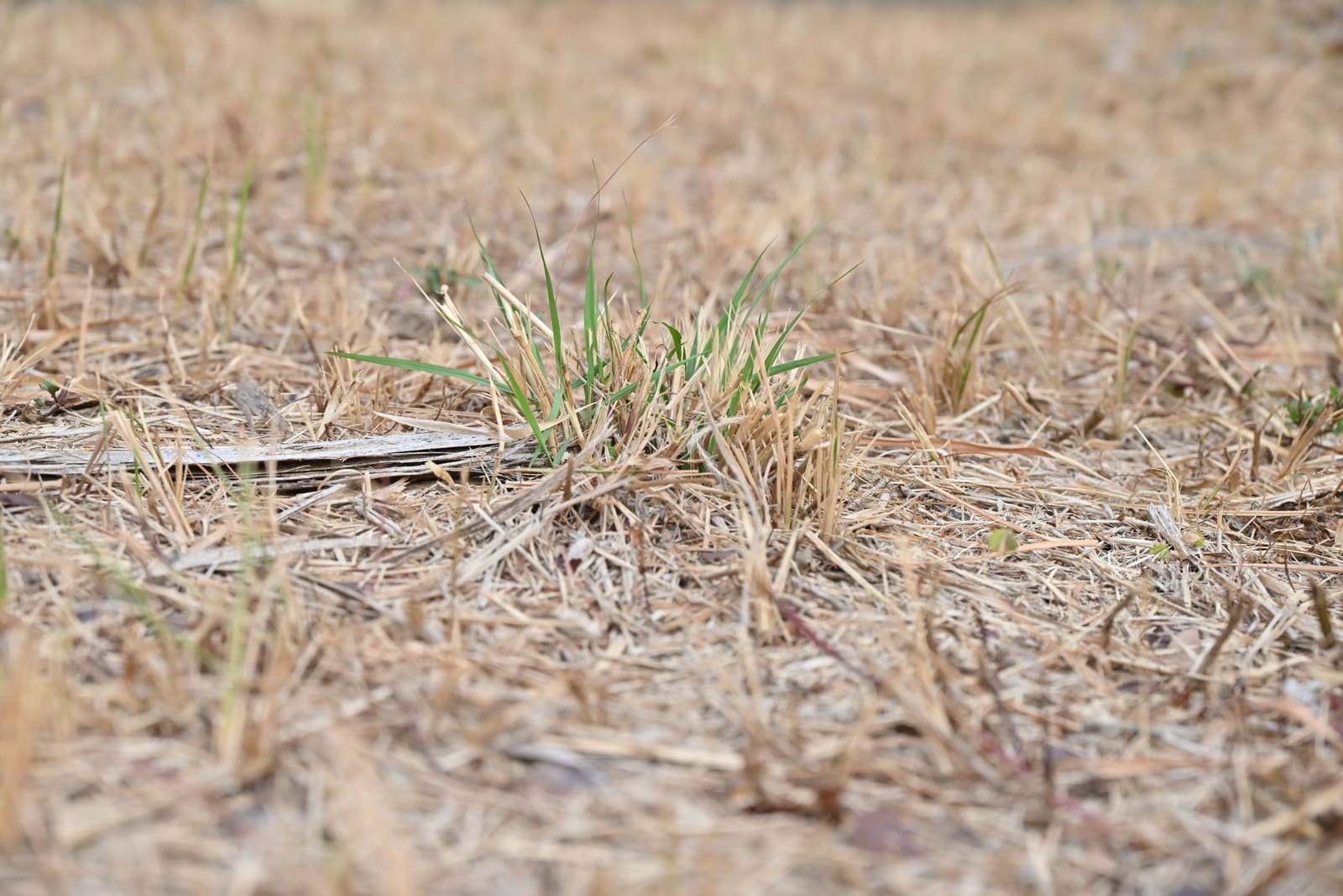 Lawn aeration in Ottawa: a thin, patchy lawn that needs aerating and new seed