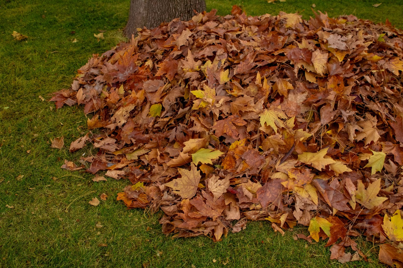 Spring cleanup and fall leaf removal in Ottawa: a pile of raked autumn leaves on a green lawn