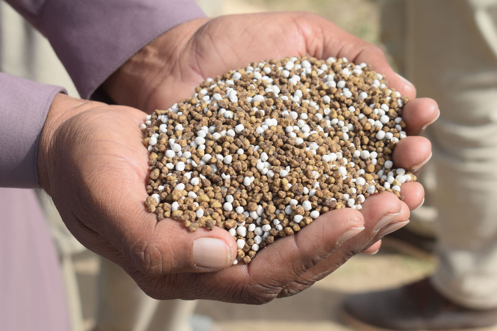 Lawn fertilization in Ottawa: a handful of granular lawn fertilizer