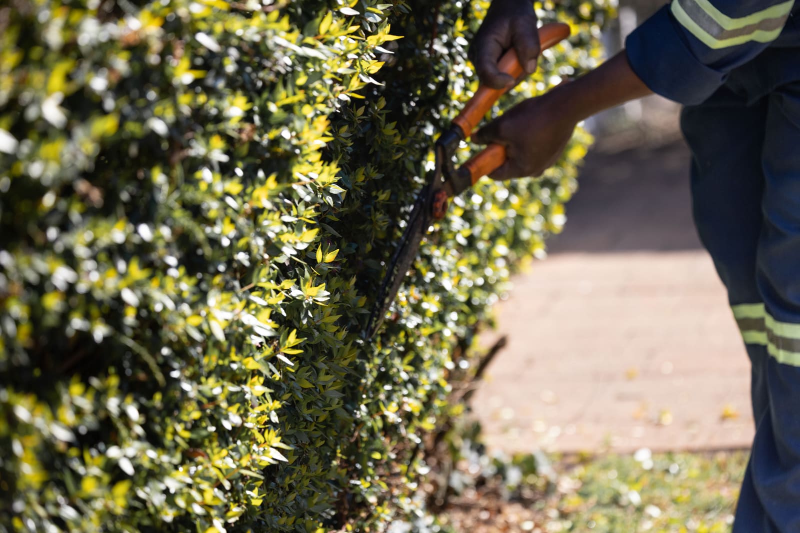 Hedge trimming Ottawa: hedge shears shaping the side of a dense green hedge