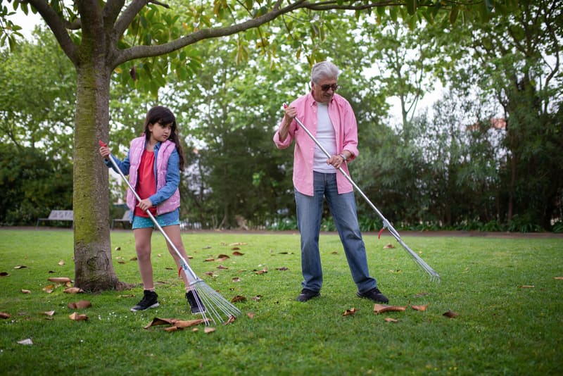 Autumn leaves being raked off a green lawn under a tree