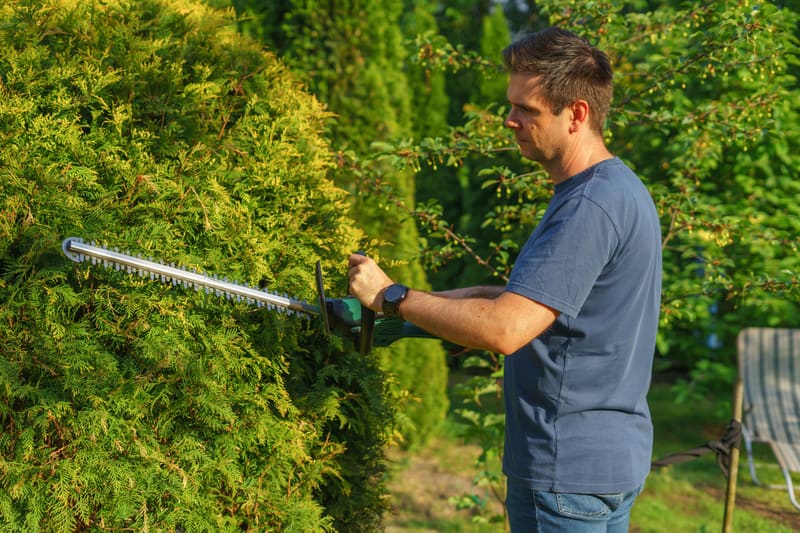 A cedar hedge being shaped with an electric hedge trimmer