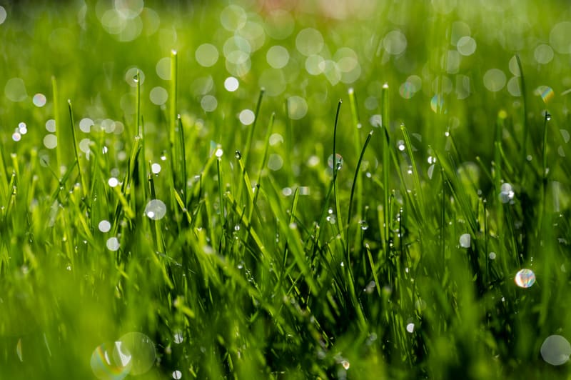 Close-up of thick, healthy green grass